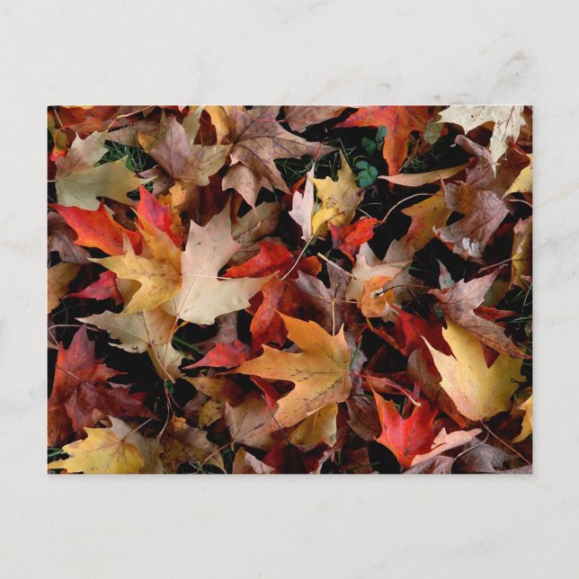 Autumn Postcard (Front)