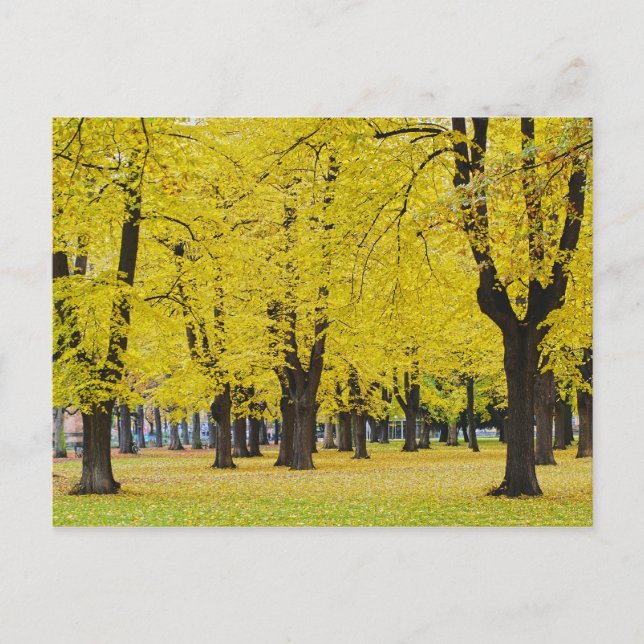 Autumn Postcard (Front)