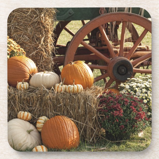 Autumn Pumpkins And Mum Display Coaster (Front)