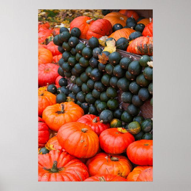 Autumn Pumpkins Close Up Poster (Front)