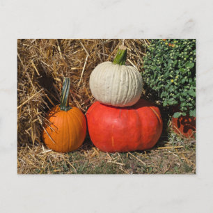 Autumn pumpkins holiday postcard