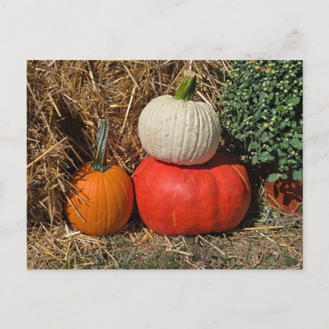 Autumn pumpkins holiday postcard (Front)