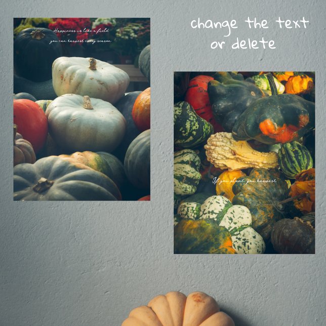  Autumn pumpkins in a rustic garden (Creator Uploaded)