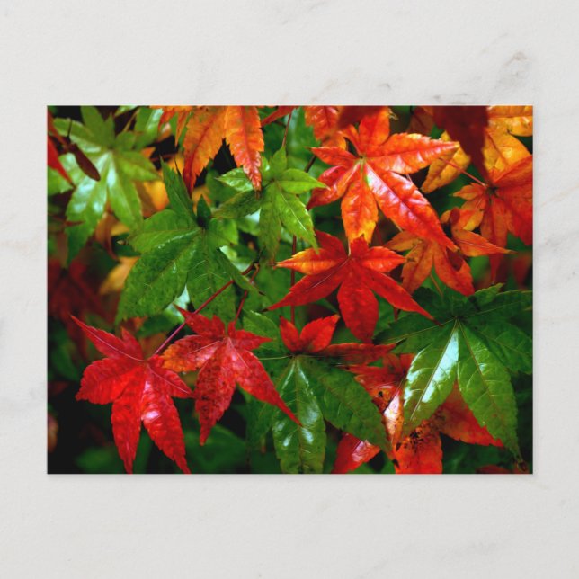 Autumn Rain Postcard (Front)