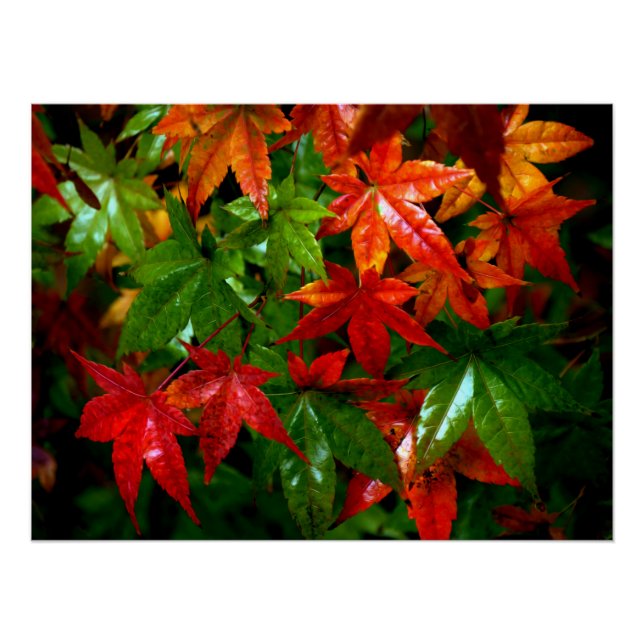 Autumn Rain Poster (Front)