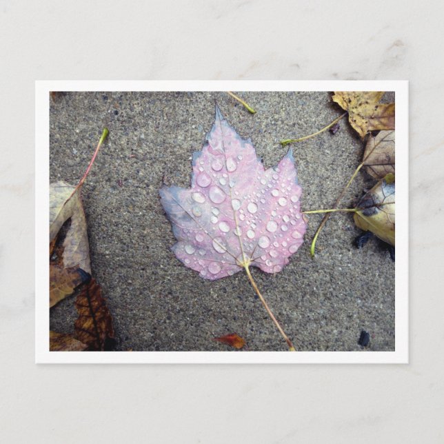 Autumn Rains Postcard (Front)