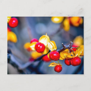 Autumn Red Berry and Yellow Leaf Postcard
