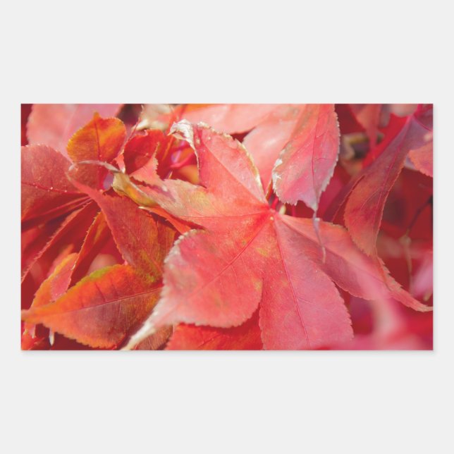 Autumn Red Maple Leaves Rectangular Sticker (Front)
