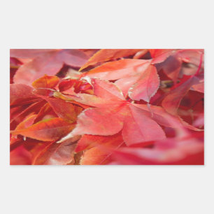 Autumn Red Maple Leaves Rectangular Sticker