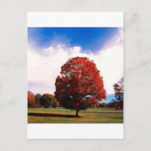 Autumn Red Maple Tree Forest Clermont Kentucky Postcard