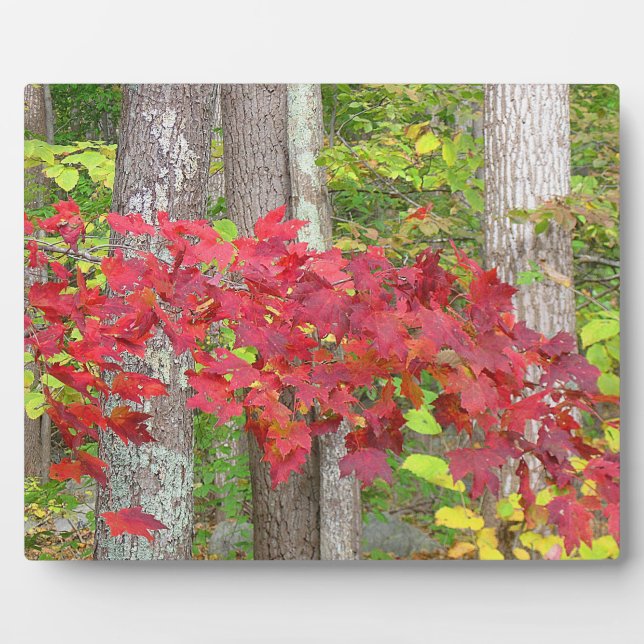 Autumn Red Plaque (Front)