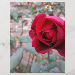 Autumn red rose