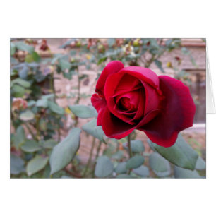 Autumn red rose