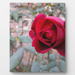 Autumn red rose plaque