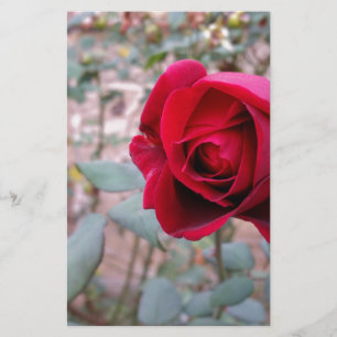 Autumn red rose stationery