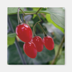 Autumn red spots magnet