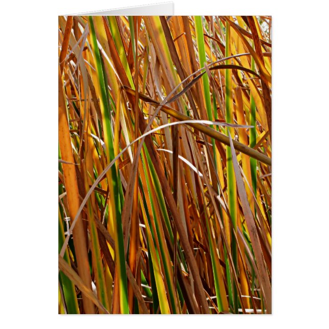 Autumn Reeds Number 5 (Vertical) (Front)