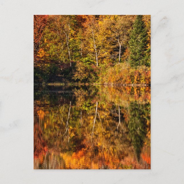 Autumn reflection on Coffin Pond Postcard (Front)