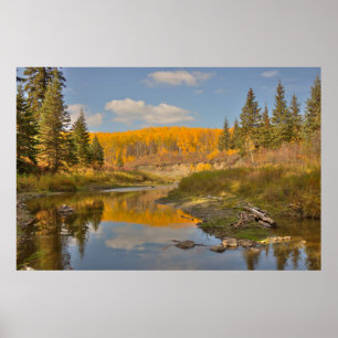 Autumn Reflections - Aspen Poplars Poster