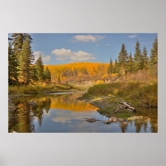 Autumn Reflections - Aspen Poplars Poster (Front)