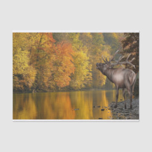 Autumn River Elk Tissue Paper