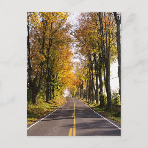 Autumn Road Postcard