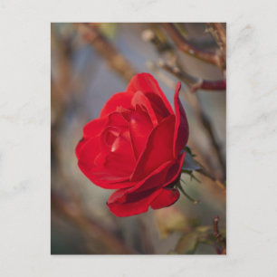 Autumn Rose Postcard
