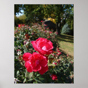 Autumn Roses Poster