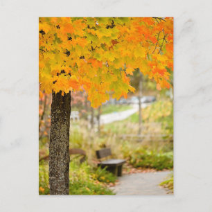 Autumn Scene Postcard