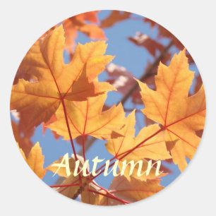 Autumn stickers Orange Autumn Leaves Blue sky