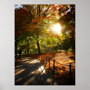 Autumn Sun in Central Park, NYC, All Sizes Poster