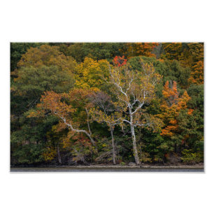 Autumn Sycamores Photo Print
