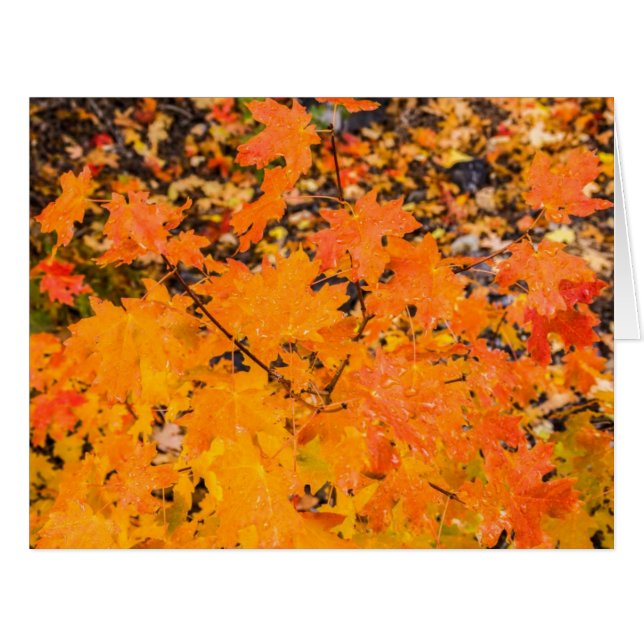 Autumn - Thanksgiving - Fall - Seasons (Front Horizontal)