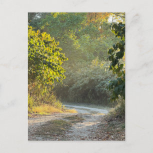 Autumn Trail Photo Postcard