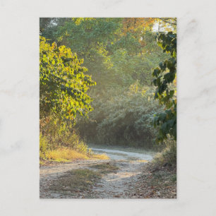 Autumn Trail Photo Postcard
