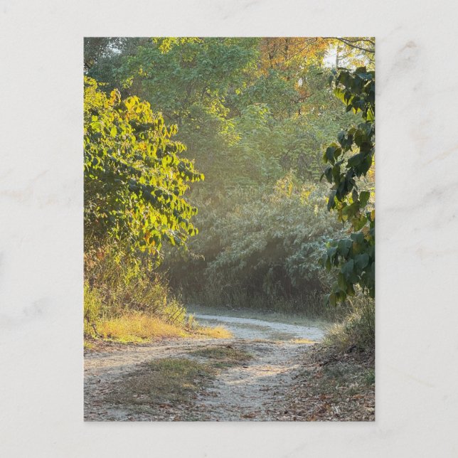 Autumn Trail Photo Postcard (Front)