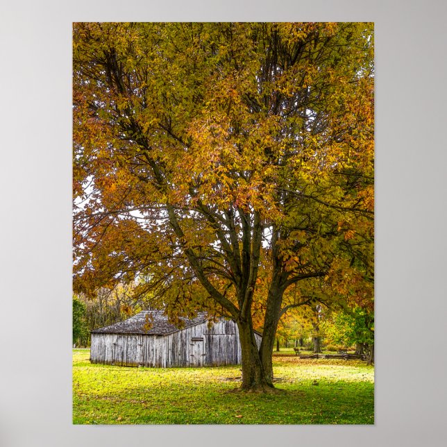 Autumn Tree And Barn Painterly Poster (Front)