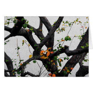 Autumn Tree Branches