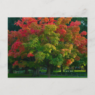 Autumn Tree in Boston Public Garden Postcard