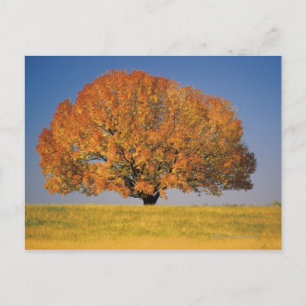 Autumn tree in vast field postcard