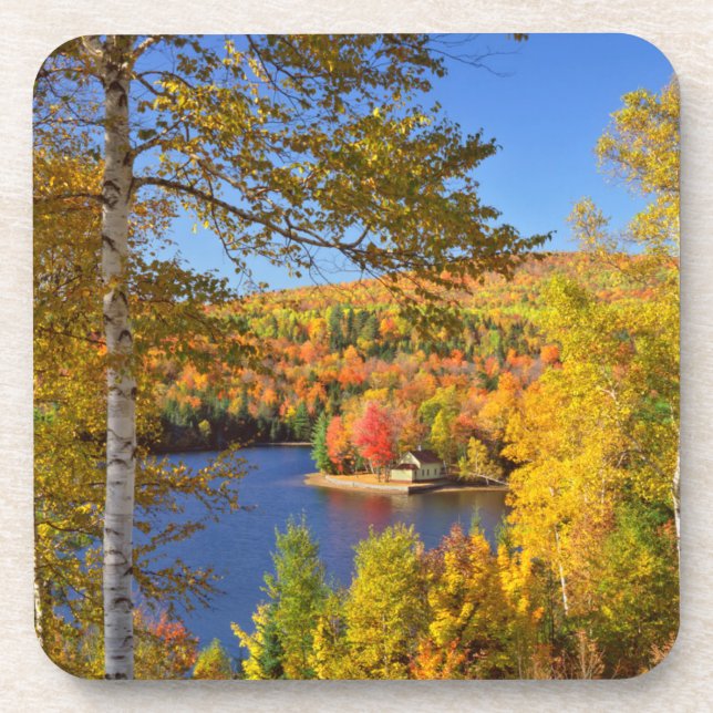 Autumn tree landscape, Maine Coaster (Front)
