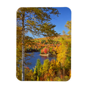 Autumn tree landscape, Maine Magnet