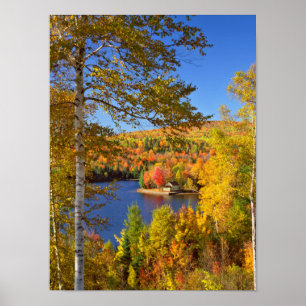 Autumn tree landscape, Maine Poster