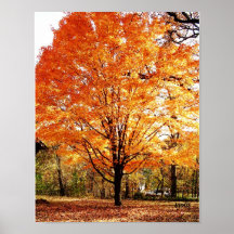 Autumn Tree, Maple Tree in Fall Poster