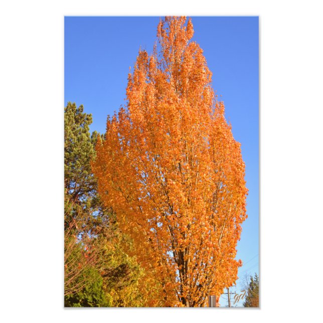 Autumn tree photo print (Front)