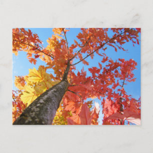 Autumn Tree postcards Colourful Fall Leaves Sky