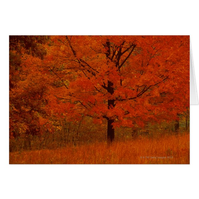 Autumn tree with red foliage (Front Horizontal)