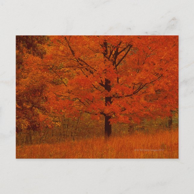 Autumn tree with red foliage postcard (Front)