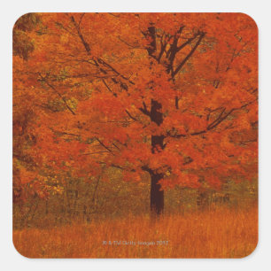 Autumn tree with red foliage square sticker