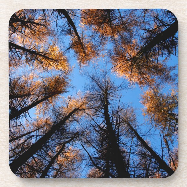 Autumn trees at  sunset coaster (Front)